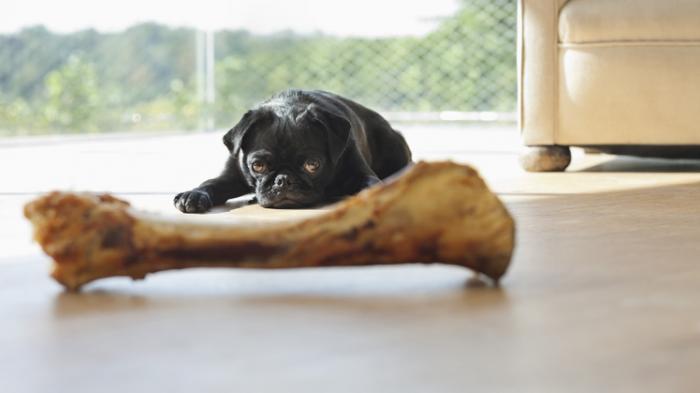 Resiko Memberi Tulang Mentah Kepada Anjing Kesayangan